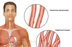 Перистые мышцы примеры. Строение и функции мышц. Сокращение мышечных волокон