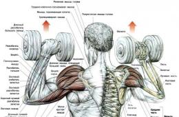 Выполнение жима гантелей сидя и стоя на плечи – техника и разбор ошибок Жим гантелей сидя какие мышцы работают