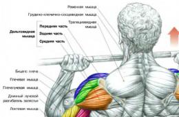 Качаем плечи: комплекс лучших упражнений на дельты